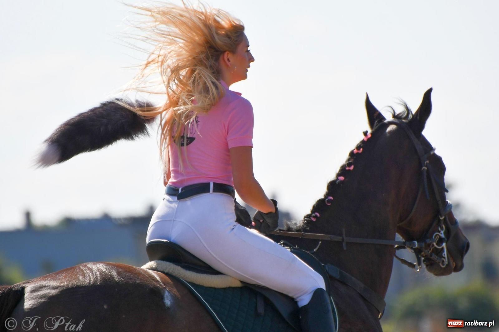 Zdjęcie w galerii na portalu naszraciborz.pl: Raciborski Hubertus - pogoń za lisem wiadomości z regionu