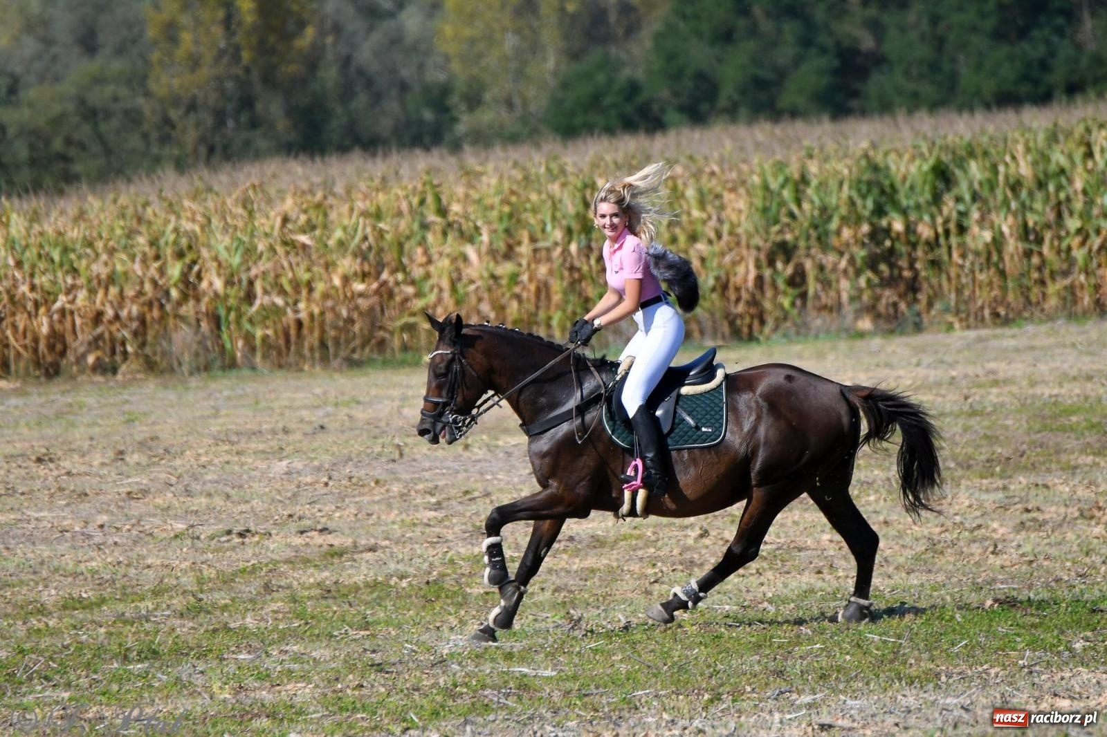 Zdjęcie w galerii na portalu naszraciborz.pl: Raciborski Hubertus - pogoń za lisem wiadomości z regionu