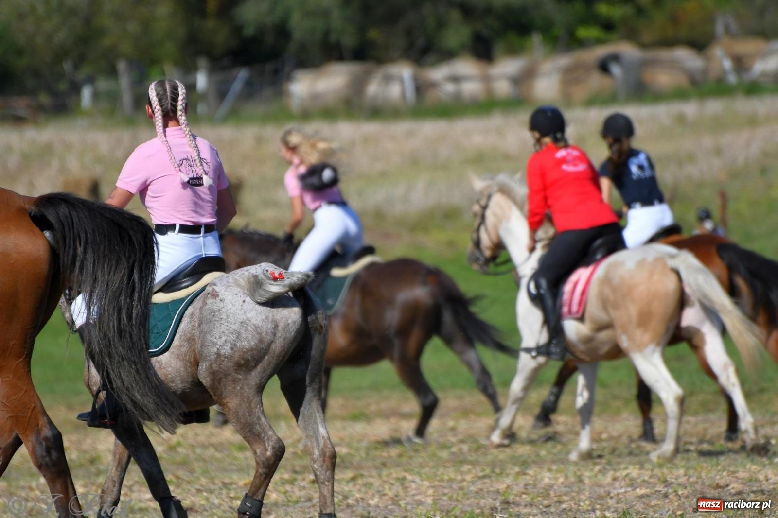 Zdjęcie w galerii na portalu naszraciborz.pl: Raciborski Hubertus - pogoń za lisem wiadomości z regionu