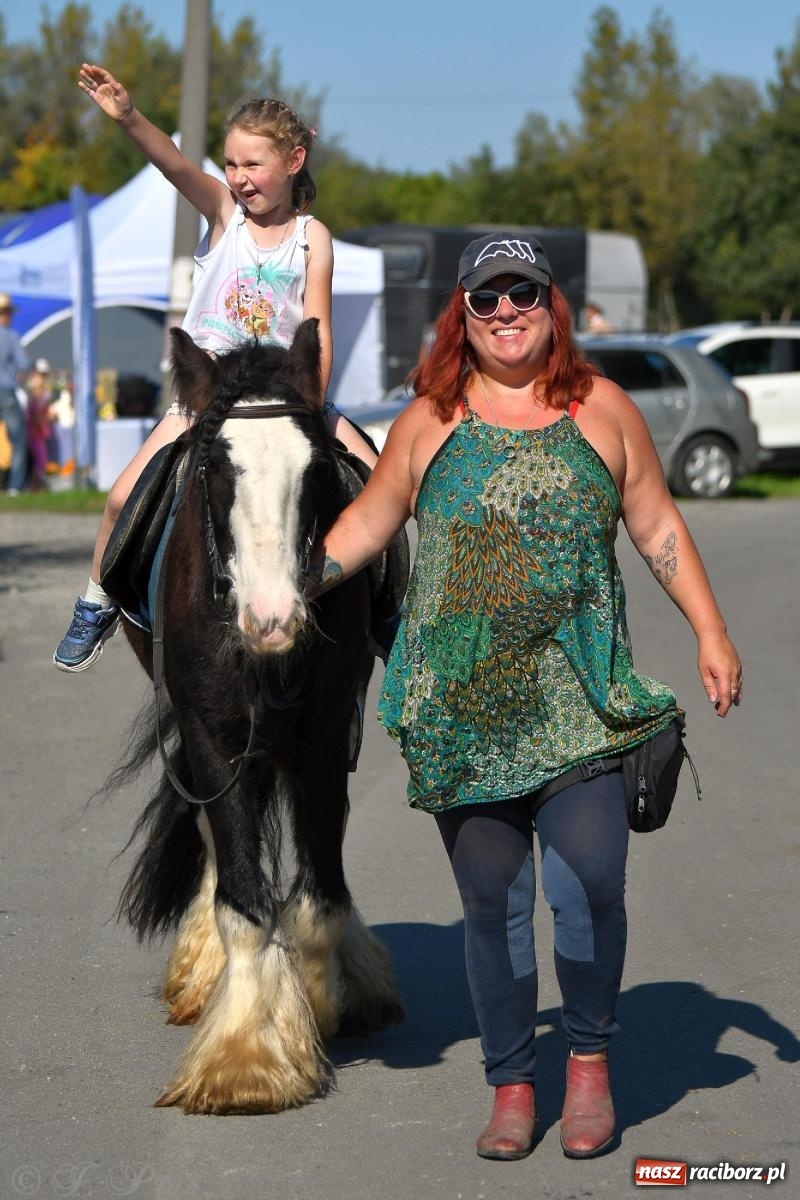 Zdjęcie w galerii na portalu naszraciborz.pl: Raciborski Hubertus - pogoń za lisem wiadomości z regionu