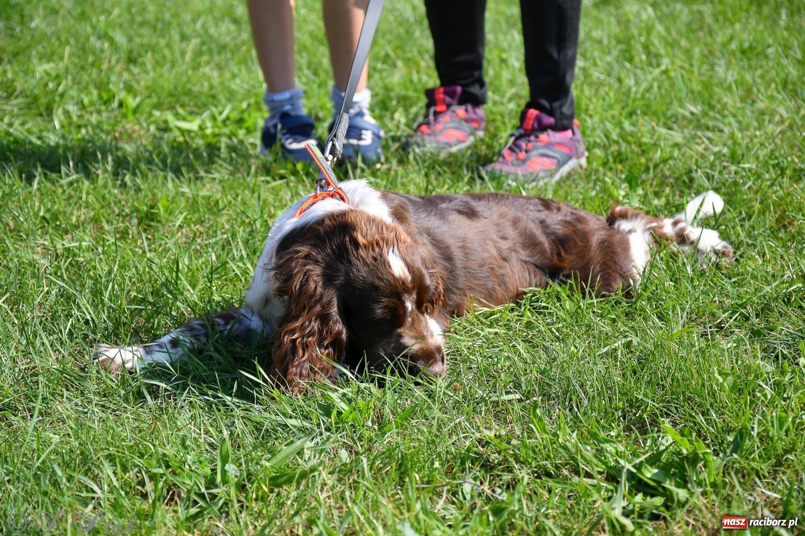 Zdjęcie w galerii na portalu naszraciborz.pl: Dogtrekking - charytatywny marsz z czworonogami [FOTO i WIDEO] wiadomości z regionu