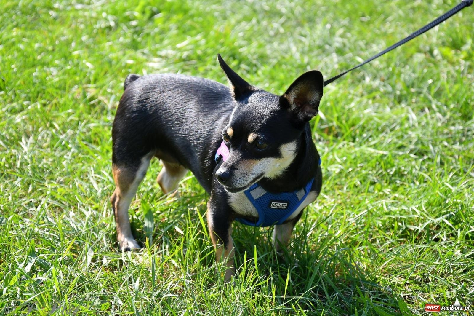 Zdjęcie w galerii na portalu naszraciborz.pl: Dogtrekking - charytatywny marsz z czworonogami [FOTO i WIDEO] wiadomości z regionu