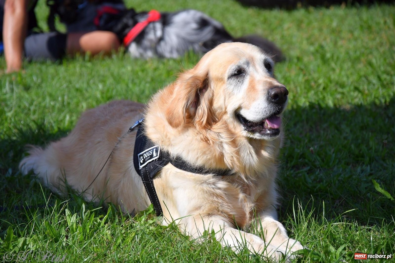Zdjęcie w galerii na portalu naszraciborz.pl: Dogtrekking - charytatywny marsz z czworonogami [FOTO i WIDEO] wiadomości z regionu