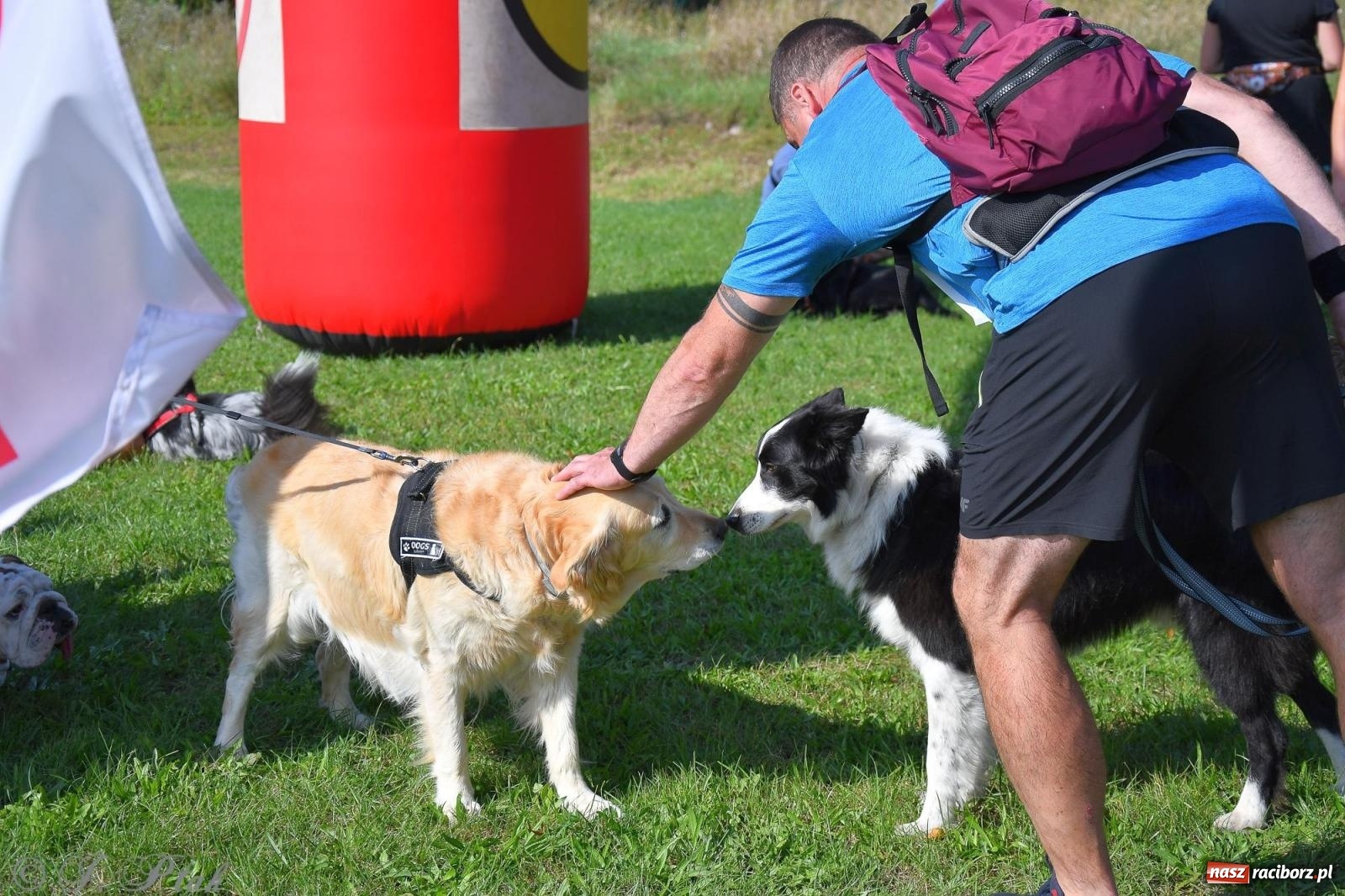 Zdjęcie w galerii na portalu naszraciborz.pl: Dogtrekking - charytatywny marsz z czworonogami [FOTO i WIDEO] wiadomości z regionu