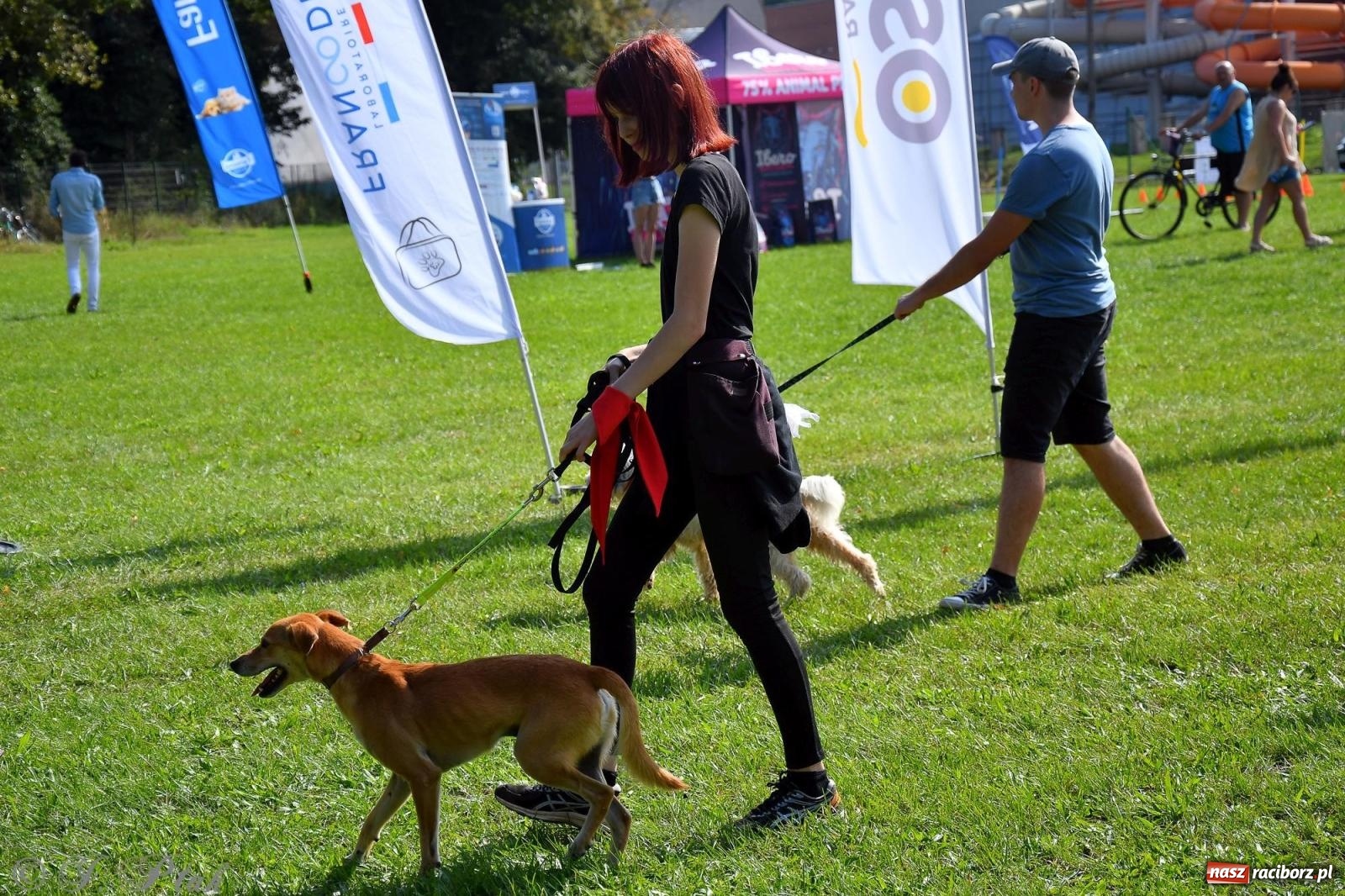 Zdjęcie w galerii na portalu naszraciborz.pl: Dogtrekking - charytatywny marsz z czworonogami [FOTO i WIDEO] wiadomości z regionu