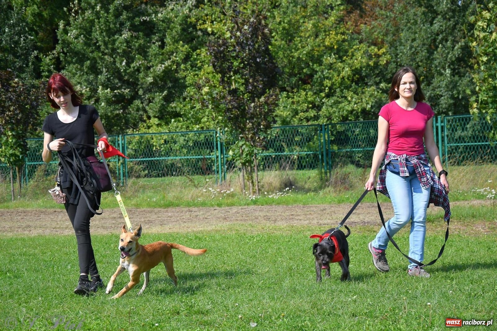 Zdjęcie w galerii na portalu naszraciborz.pl: Dogtrekking - charytatywny marsz z czworonogami [FOTO i WIDEO] wiadomości z regionu