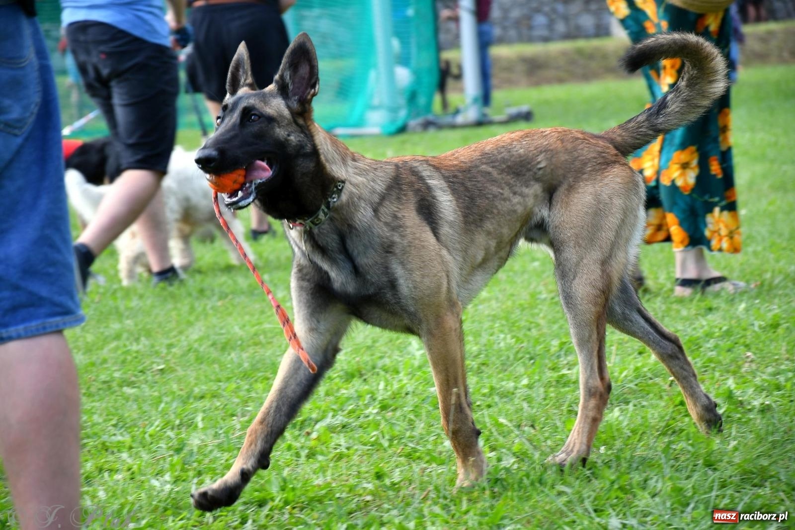 Zdjęcie w galerii na portalu naszraciborz.pl: Dogtrekking - charytatywny marsz z czworonogami [FOTO i WIDEO] wiadomości z regionu