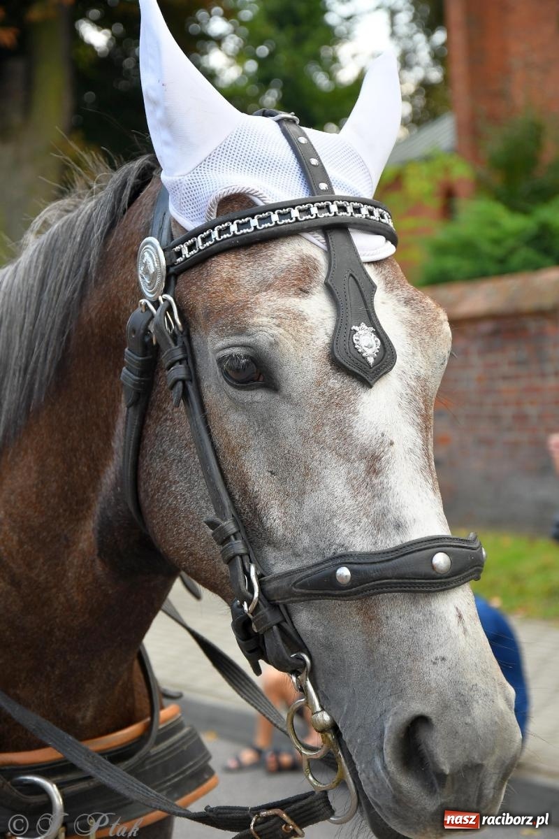 Zdjęcie w galerii na portalu naszraciborz.pl: Racibórz. Markowice dożynki na bis [FOTO] wiadomości z regionu