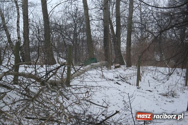 Zdjęcie w galerii na portalu naszraciborz.pl: Próbował ukraść topolę wiadomości z regionu