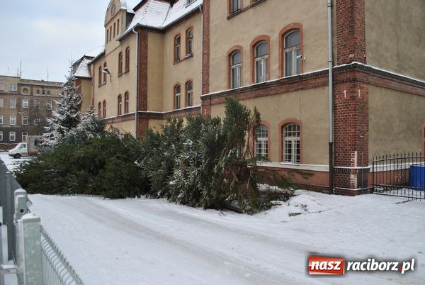 Zdjęcie w galerii na portalu naszraciborz.pl: Próbował ukraść topolę wiadomości z regionu