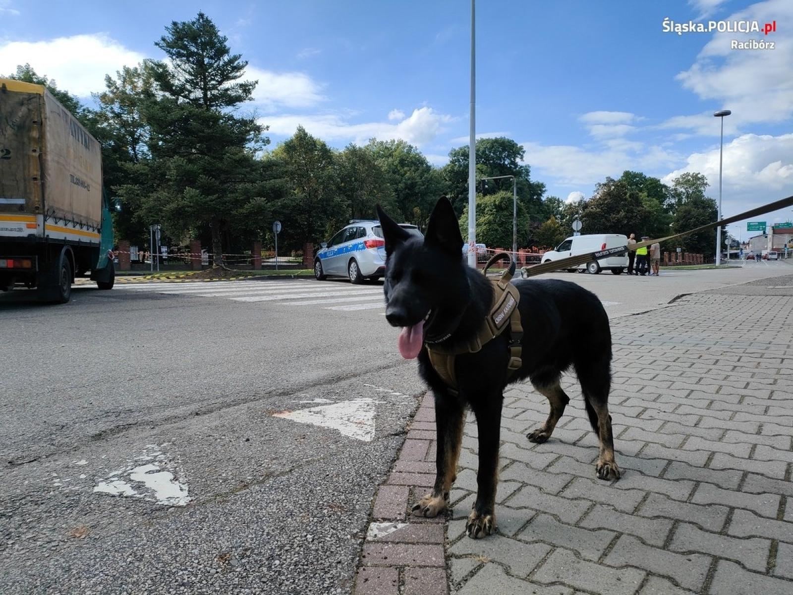 Zdjęcie w galerii na portalu naszraciborz.pl: Akcja Granica. Policja włączyła do działań psy tropiące więzienników wiadomości z regionu