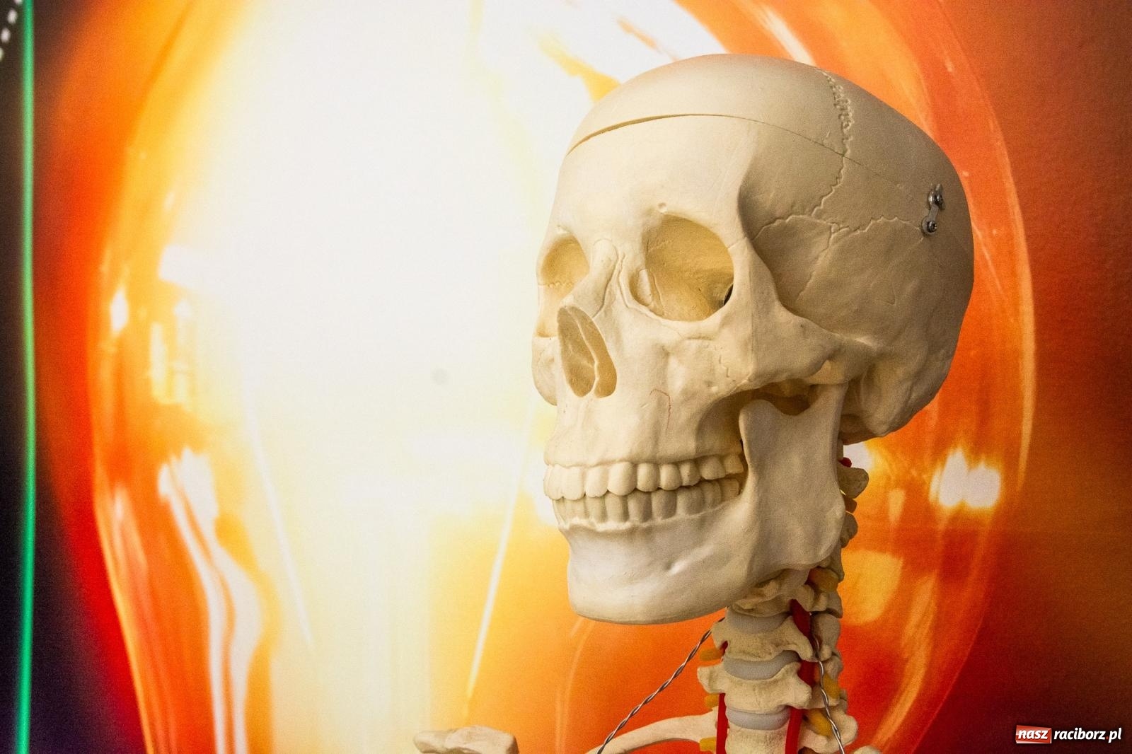 Zdjęcie w galerii na portalu naszraciborz.pl: Szkoła na Ocicach ma zieloną pracownię [FOTO i WIDEO] wiadomości z regionu