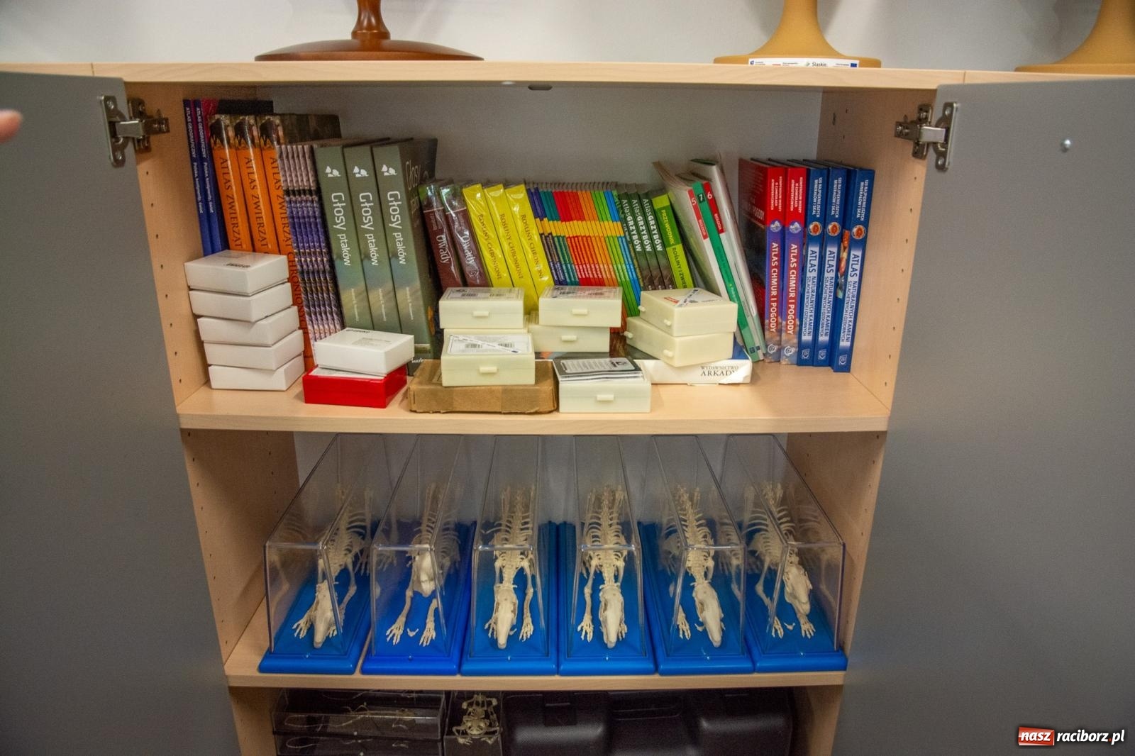 Zdjęcie w galerii na portalu naszraciborz.pl: Szkoła na Ocicach ma zieloną pracownię [FOTO i WIDEO] wiadomości z regionu