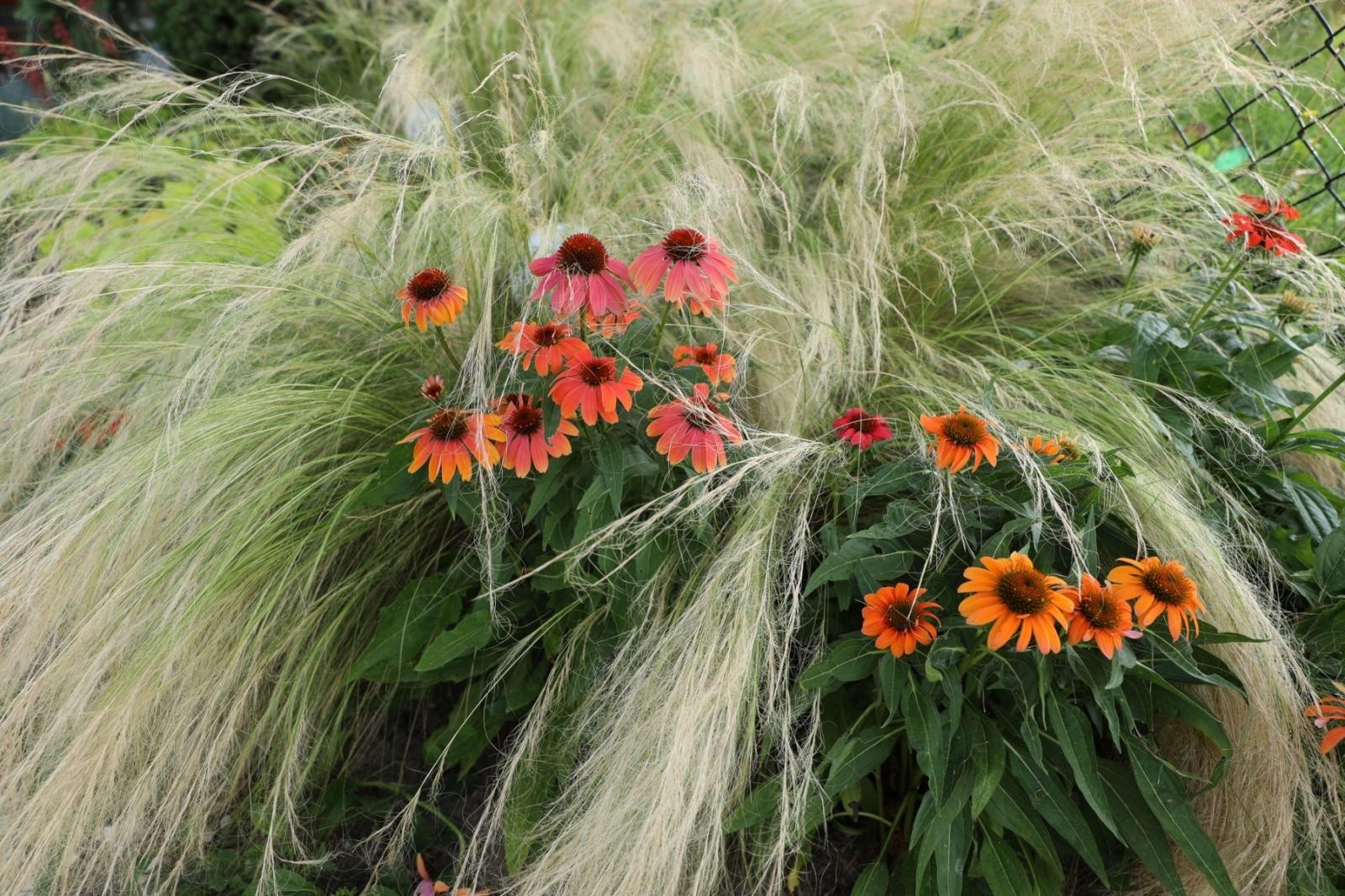 Zdjęcie w galerii na portalu naszraciborz.pl: Ogród przy miejscu pracy - laureaci konkursu Zielono Mi wiadomości z regionu