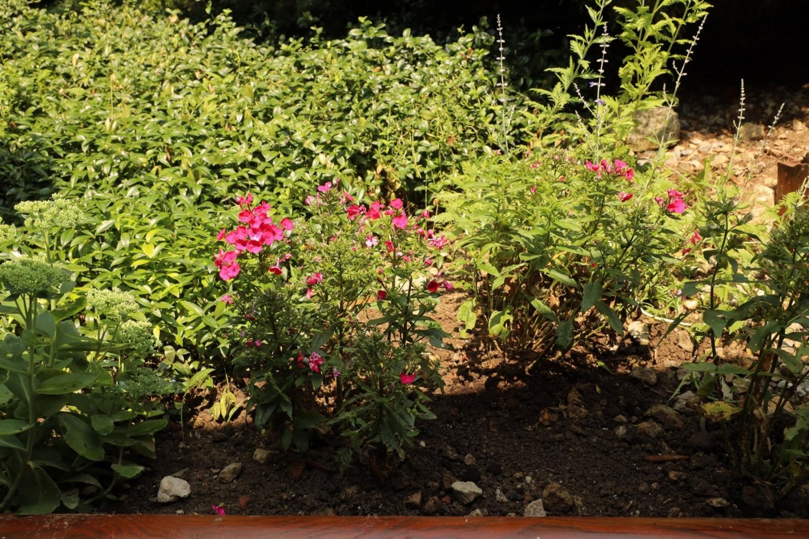 Zdjęcie w galerii na portalu naszraciborz.pl: Ogród przy miejscu pracy - laureaci konkursu Zielono Mi wiadomości z regionu