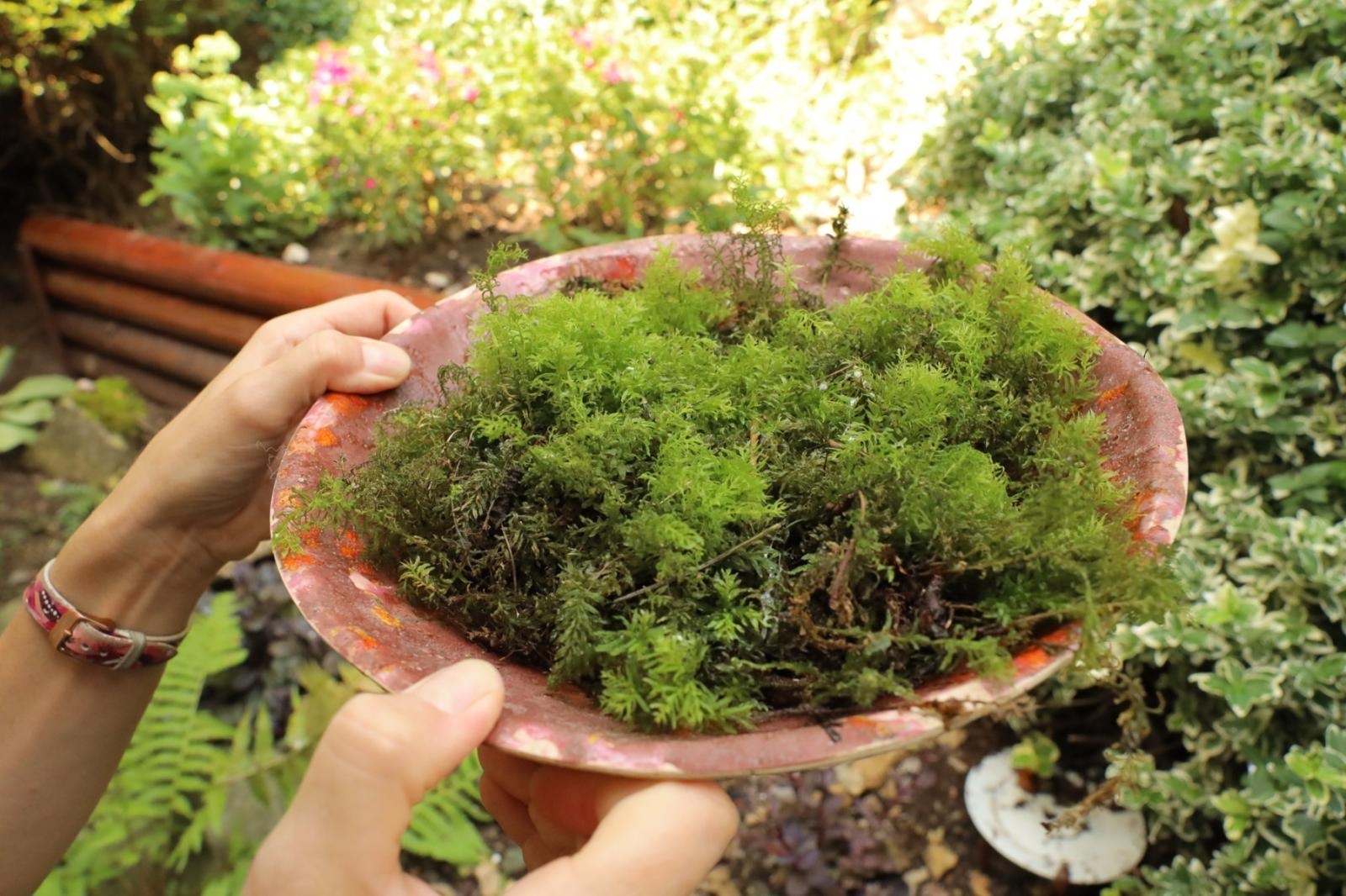 Zdjęcie w galerii na portalu naszraciborz.pl: Ogród przy miejscu pracy - laureaci konkursu Zielono Mi wiadomości z regionu