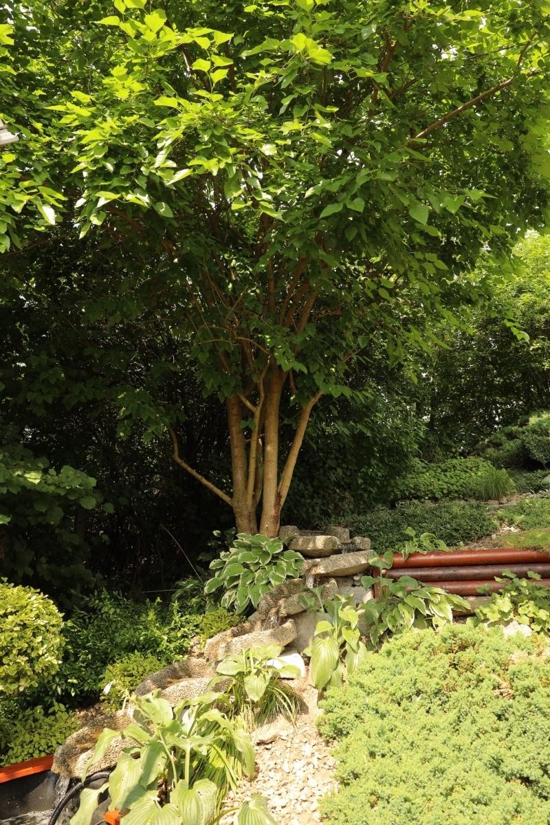 Zdjęcie w galerii na portalu naszraciborz.pl: Ogród przy miejscu pracy - laureaci konkursu Zielono Mi wiadomości z regionu