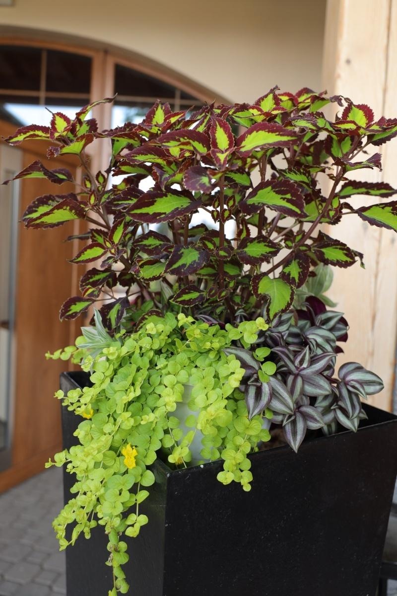 Zdjęcie w galerii na portalu naszraciborz.pl: Ogród przy miejscu pracy - laureaci konkursu Zielono Mi wiadomości z regionu