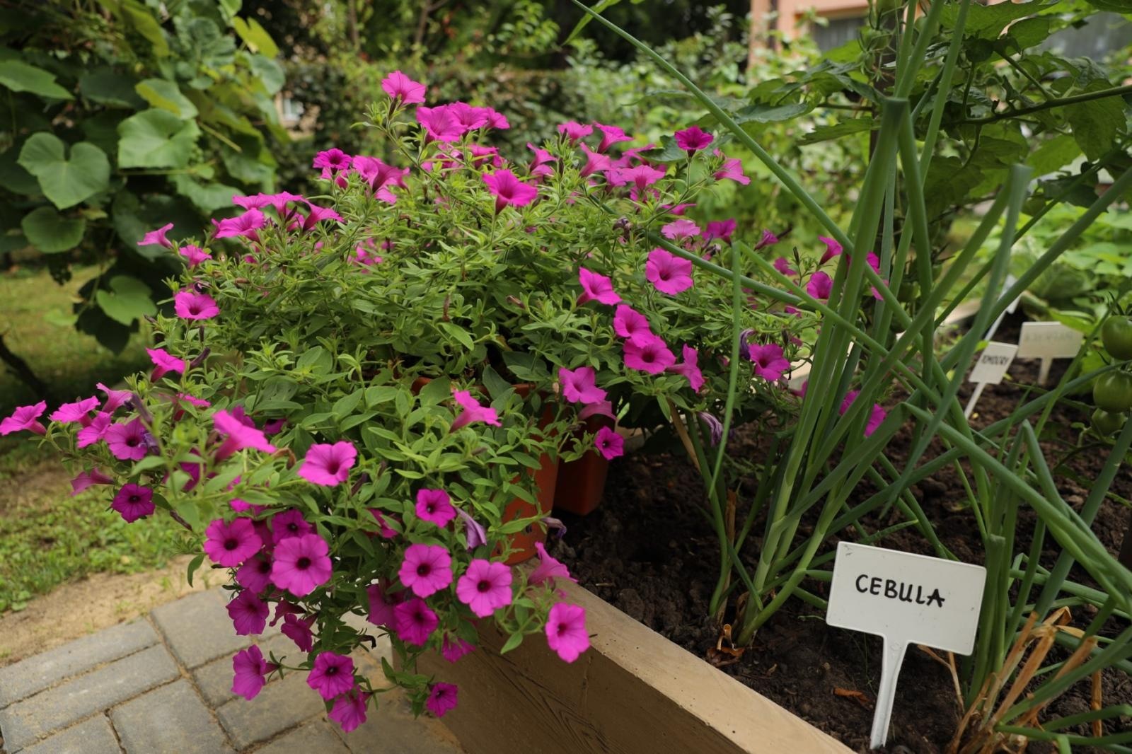Zdjęcie w galerii na portalu naszraciborz.pl: Ogród przy miejscu pracy - laureaci konkursu Zielono Mi wiadomości z regionu