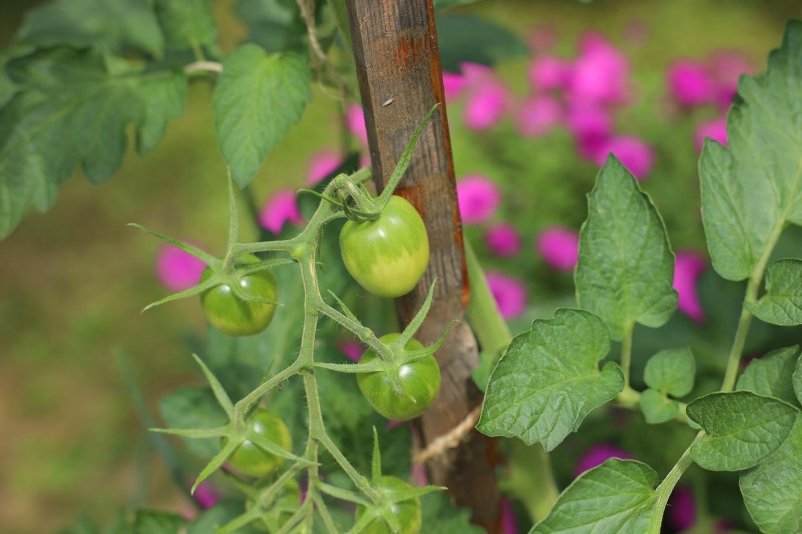 Zdjęcie w galerii na portalu naszraciborz.pl: Ogród przy miejscu pracy - laureaci konkursu Zielono Mi wiadomości z regionu
