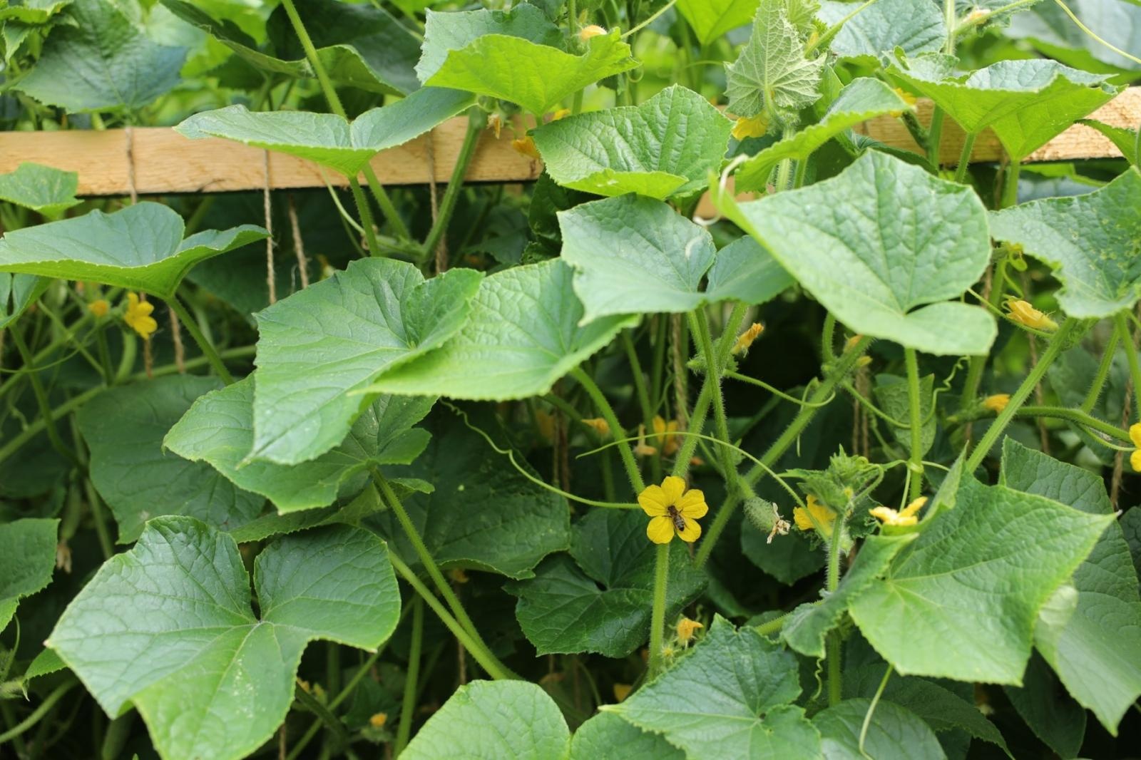 Zdjęcie w galerii na portalu naszraciborz.pl: Ogród przy miejscu pracy - laureaci konkursu Zielono Mi wiadomości z regionu