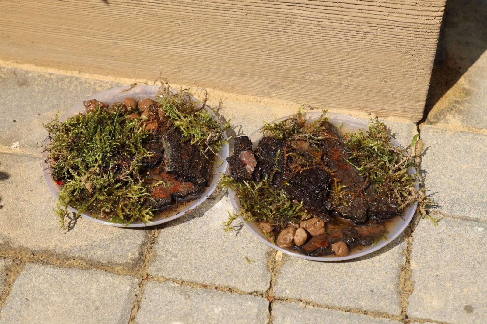 Zdjęcie w galerii na portalu naszraciborz.pl: Ogród przy miejscu pracy - laureaci konkursu Zielono Mi wiadomości z regionu