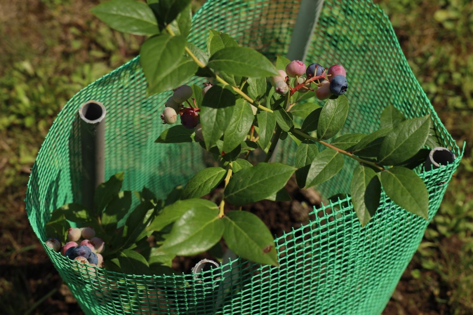 Zdjęcie w galerii na portalu naszraciborz.pl: Ogród przy miejscu pracy - laureaci konkursu Zielono Mi wiadomości z regionu