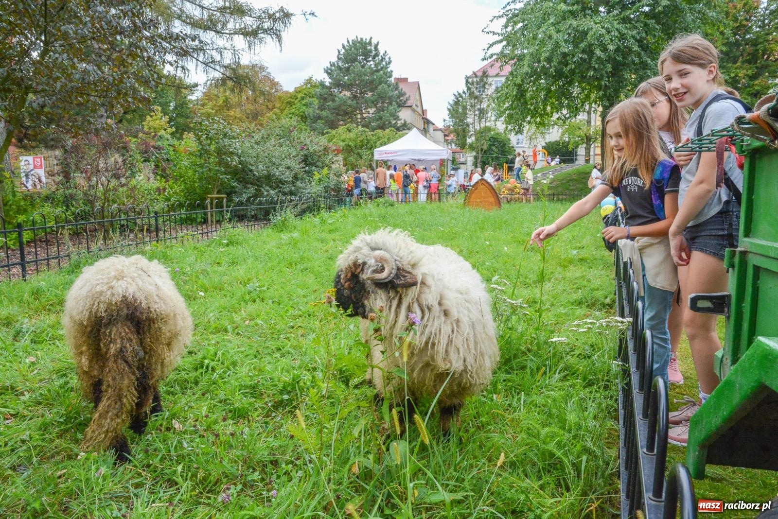 Zdjęcie w galerii na portalu naszraciborz.pl: Raciborskie Święto Dyni w Ogródku Jordanowskim [FOTO] wiadomości z regionu
