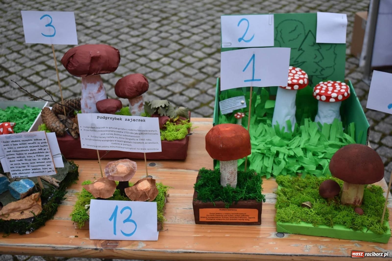 Zdjęcie w galerii na portalu naszraciborz.pl: Bezpieczne Grzybobranie. Nie bądź atrakcyjny dla kleszczy - wystawa na zamku wiadomości z regionu