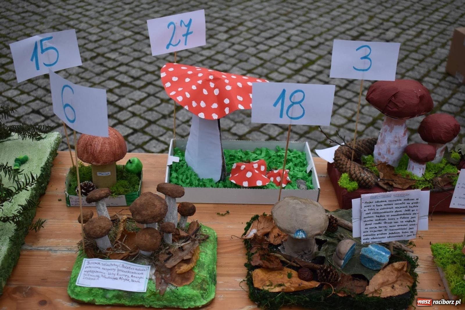 Zdjęcie w galerii na portalu naszraciborz.pl: Bezpieczne Grzybobranie. Nie bądź atrakcyjny dla kleszczy - wystawa na zamku wiadomości z regionu