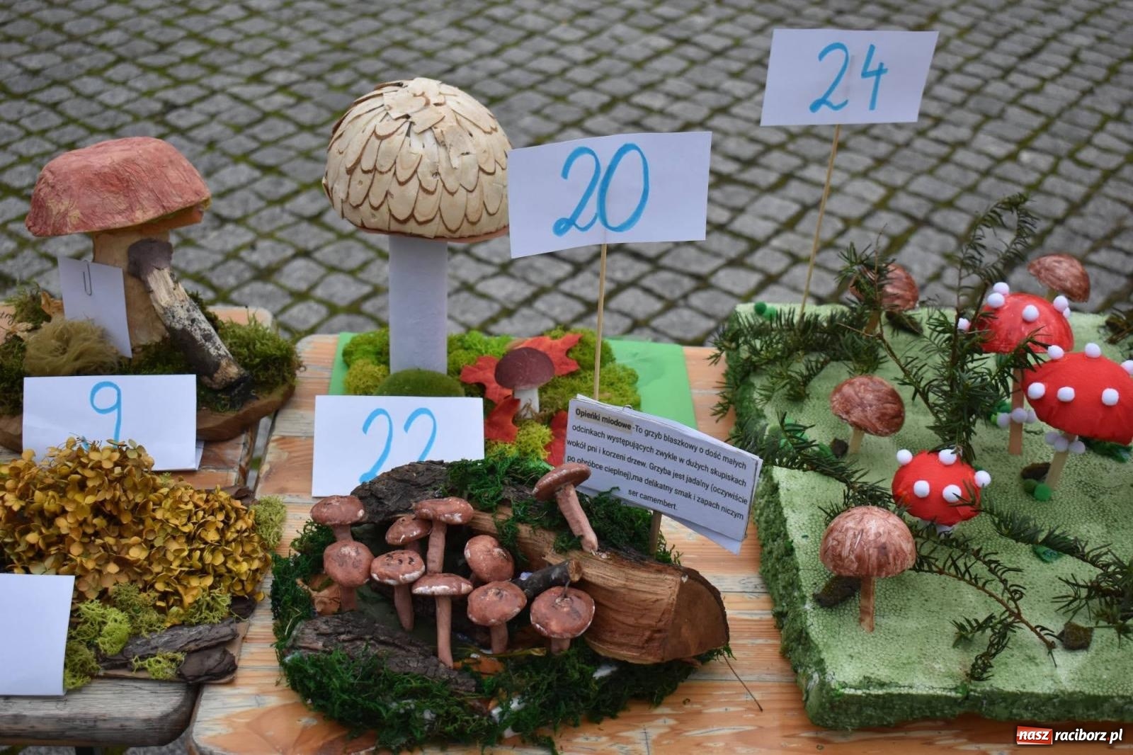 Zdjęcie w galerii na portalu naszraciborz.pl: Bezpieczne Grzybobranie. Nie bądź atrakcyjny dla kleszczy - wystawa na zamku wiadomości z regionu