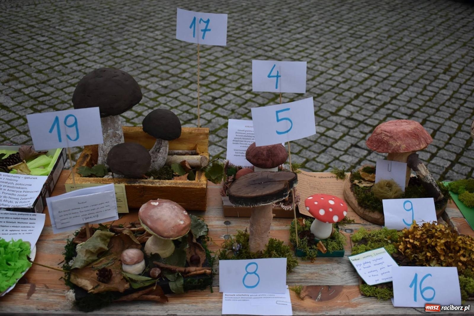 Zdjęcie w galerii na portalu naszraciborz.pl: Bezpieczne Grzybobranie. Nie bądź atrakcyjny dla kleszczy - wystawa na zamku wiadomości z regionu