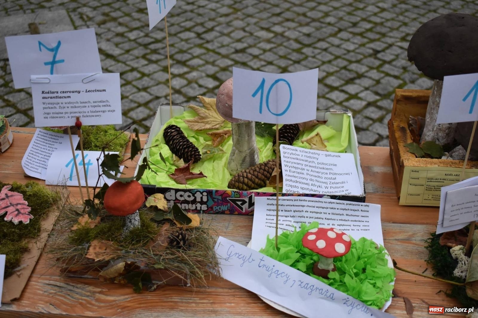Zdjęcie w galerii na portalu naszraciborz.pl: Bezpieczne Grzybobranie. Nie bądź atrakcyjny dla kleszczy - wystawa na zamku wiadomości z regionu