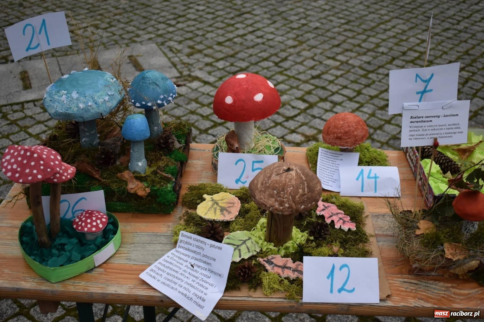 Zdjęcie w galerii na portalu naszraciborz.pl: Bezpieczne Grzybobranie. Nie bądź atrakcyjny dla kleszczy - wystawa na zamku wiadomości z regionu