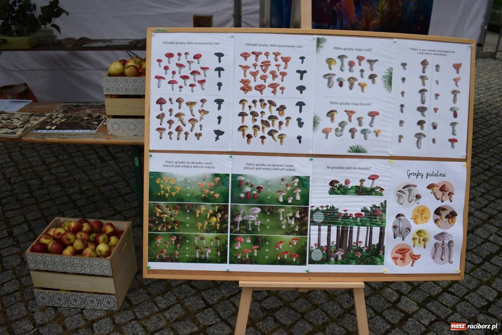 Zdjęcie w galerii na portalu naszraciborz.pl: Bezpieczne Grzybobranie. Nie bądź atrakcyjny dla kleszczy - wystawa na zamku wiadomości z regionu