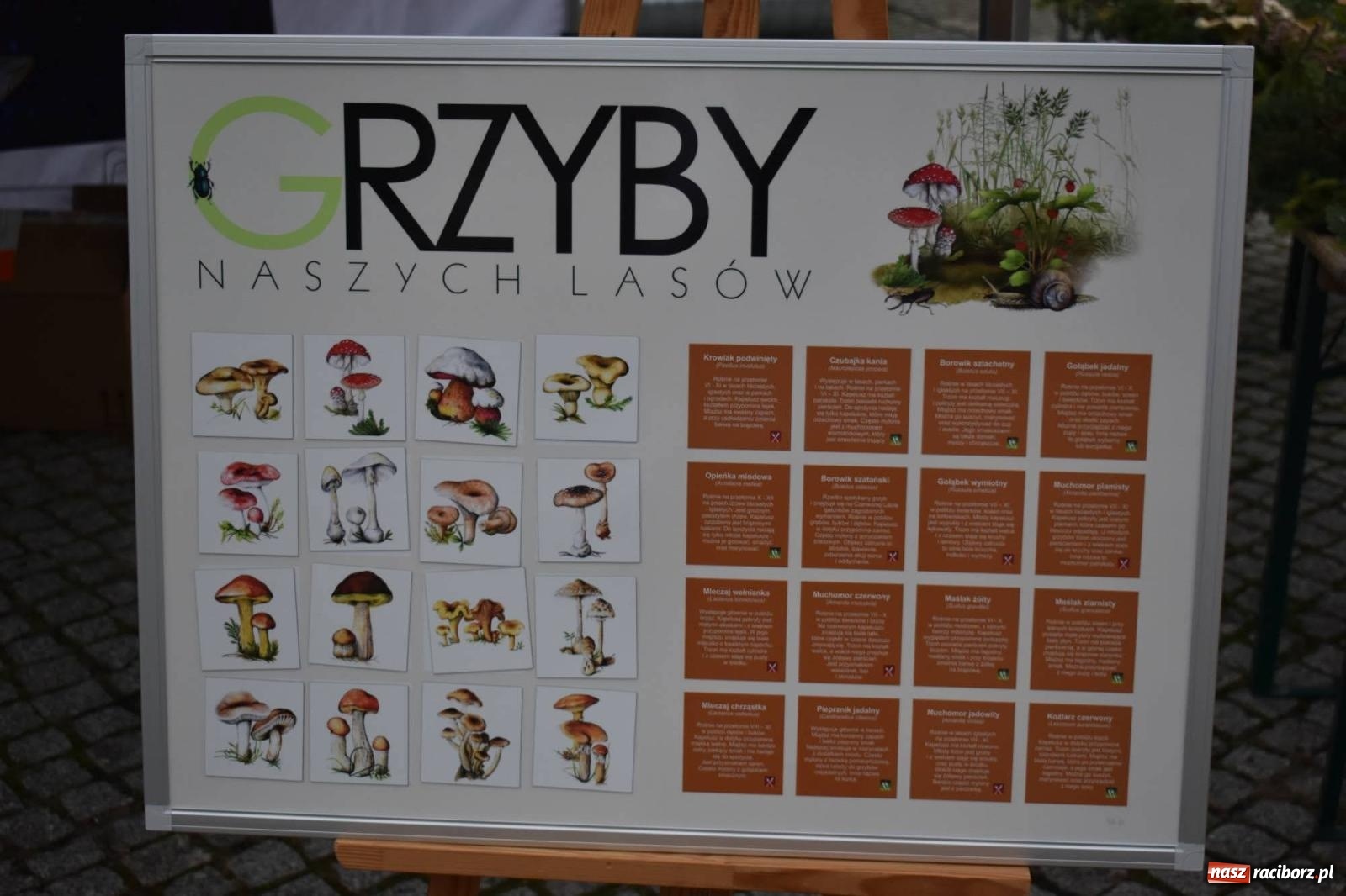 Zdjęcie w galerii na portalu naszraciborz.pl: Bezpieczne Grzybobranie. Nie bądź atrakcyjny dla kleszczy - wystawa na zamku wiadomości z regionu