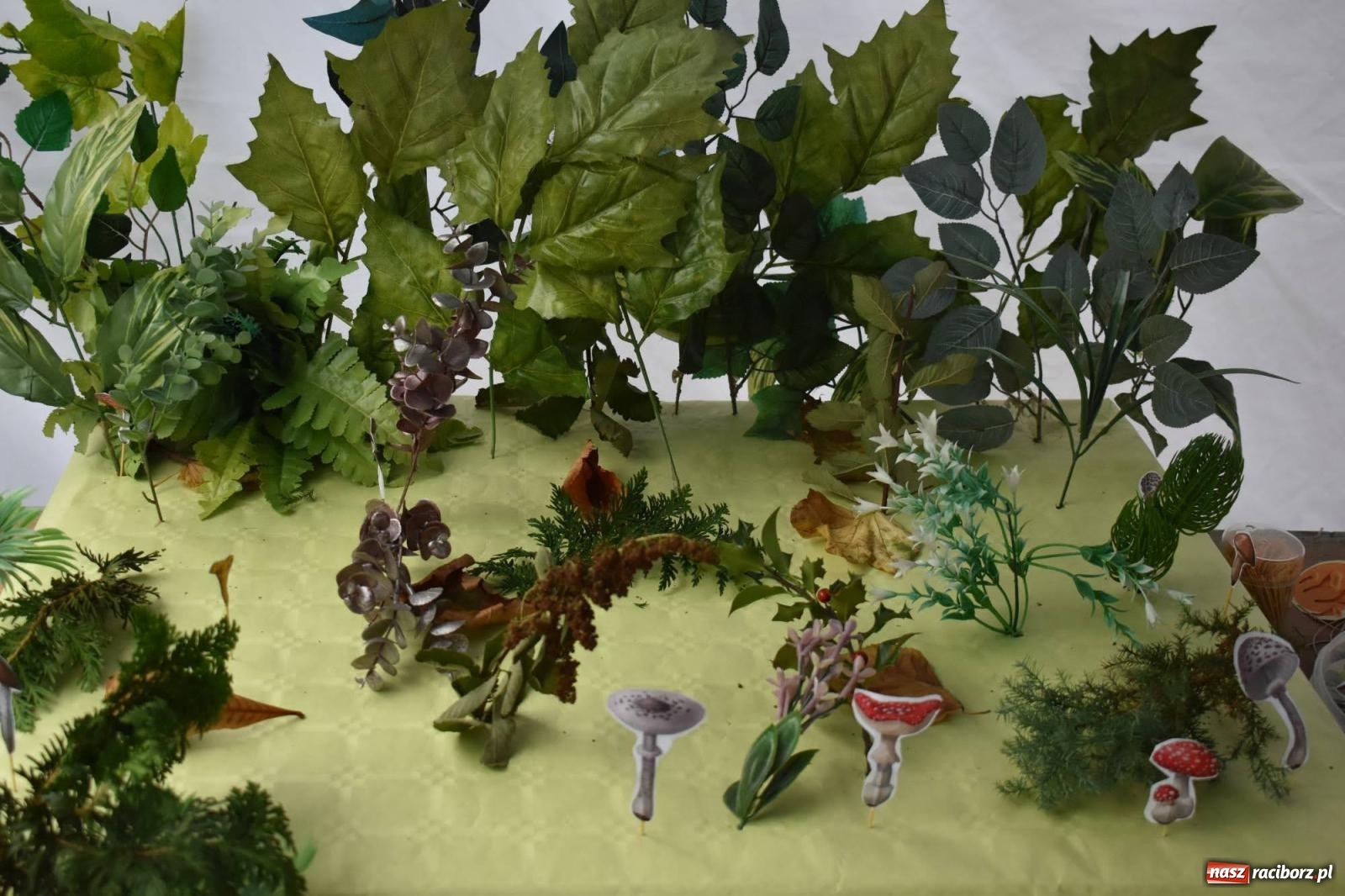 Zdjęcie w galerii na portalu naszraciborz.pl: Bezpieczne Grzybobranie. Nie bądź atrakcyjny dla kleszczy - wystawa na zamku wiadomości z regionu