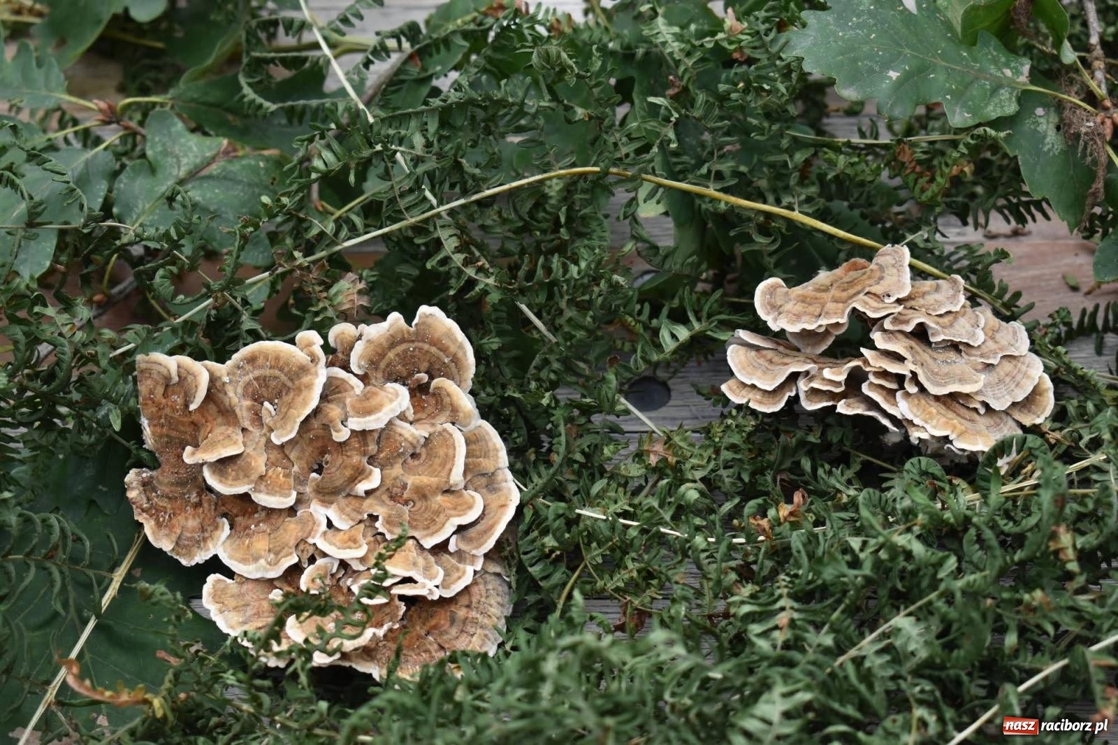 Zdjęcie w galerii na portalu naszraciborz.pl: Bezpieczne Grzybobranie. Nie bądź atrakcyjny dla kleszczy - wystawa na zamku wiadomości z regionu