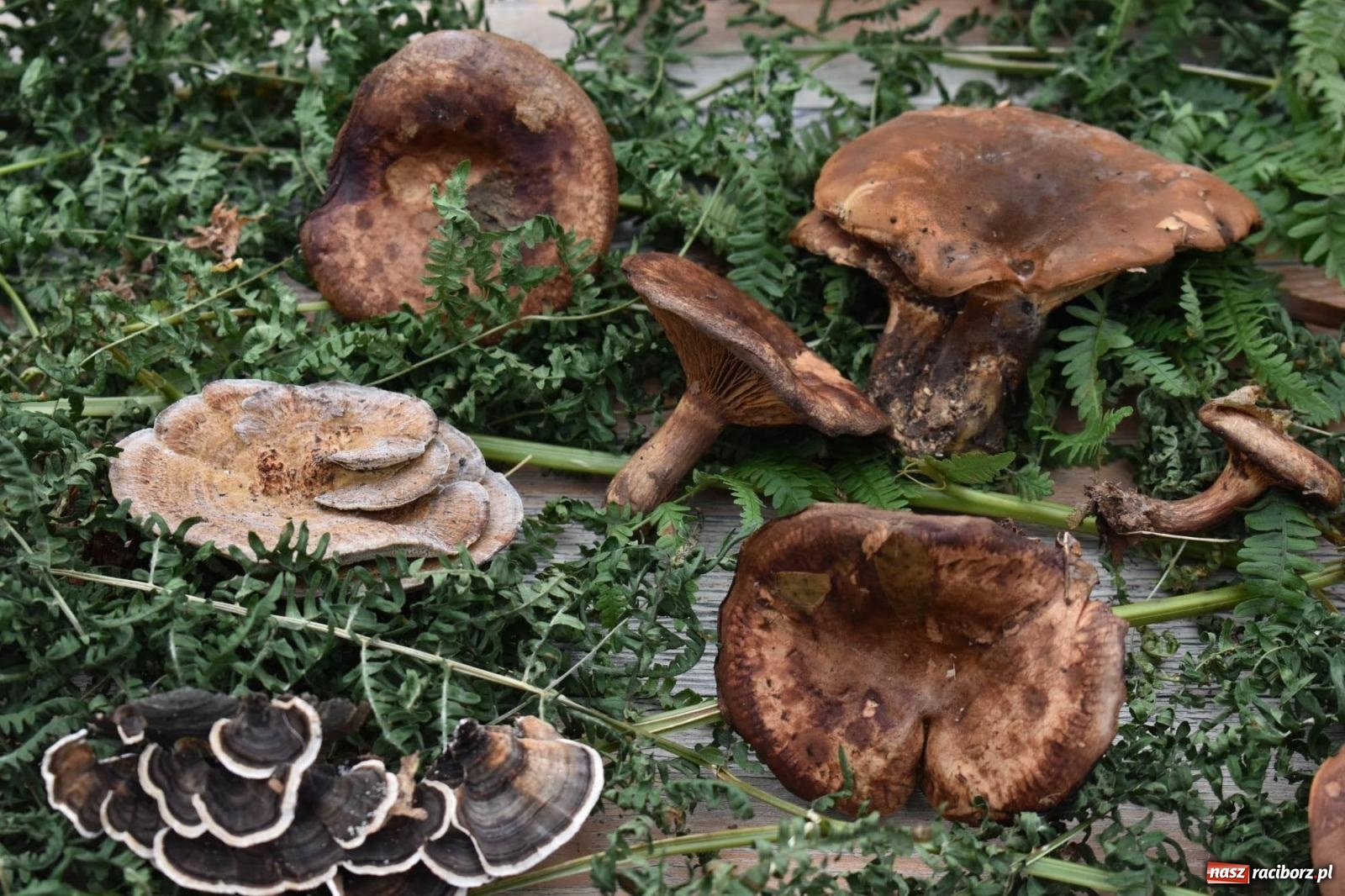 Zdjęcie w galerii na portalu naszraciborz.pl: Bezpieczne Grzybobranie. Nie bądź atrakcyjny dla kleszczy - wystawa na zamku wiadomości z regionu