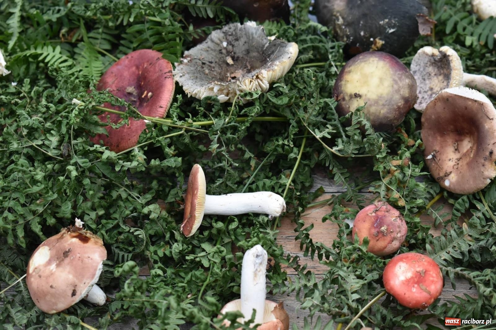 Zdjęcie w galerii na portalu naszraciborz.pl: Bezpieczne Grzybobranie. Nie bądź atrakcyjny dla kleszczy - wystawa na zamku wiadomości z regionu