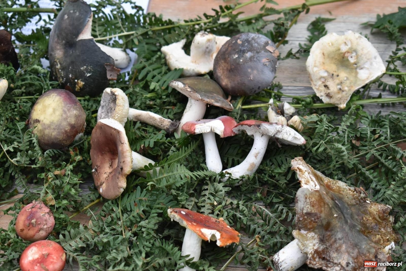 Zdjęcie w galerii na portalu naszraciborz.pl: Bezpieczne Grzybobranie. Nie bądź atrakcyjny dla kleszczy - wystawa na zamku wiadomości z regionu