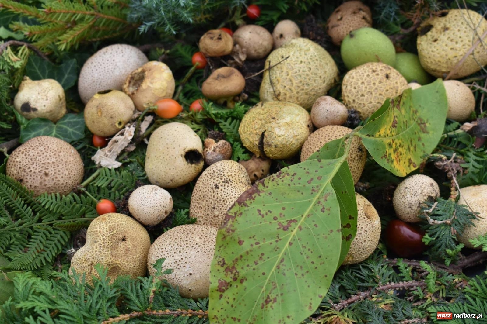 Zdjęcie w galerii na portalu naszraciborz.pl: Bezpieczne Grzybobranie. Nie bądź atrakcyjny dla kleszczy - wystawa na zamku wiadomości z regionu
