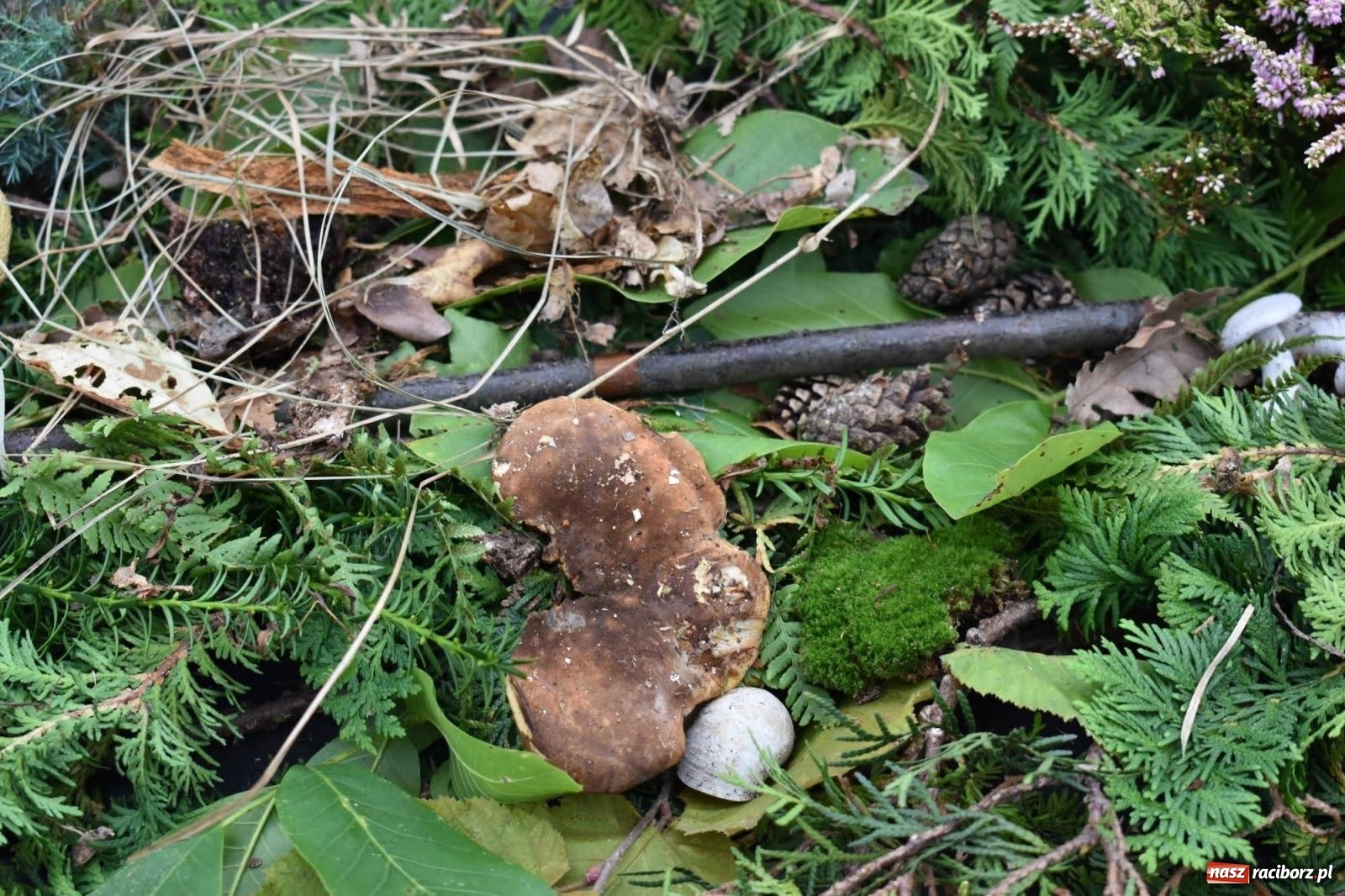 Zdjęcie w galerii na portalu naszraciborz.pl: Bezpieczne Grzybobranie. Nie bądź atrakcyjny dla kleszczy - wystawa na zamku wiadomości z regionu