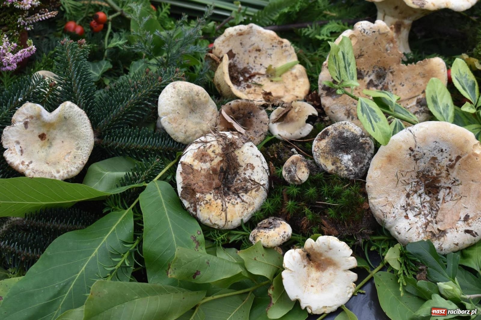 Zdjęcie w galerii na portalu naszraciborz.pl: Bezpieczne Grzybobranie. Nie bądź atrakcyjny dla kleszczy - wystawa na zamku wiadomości z regionu