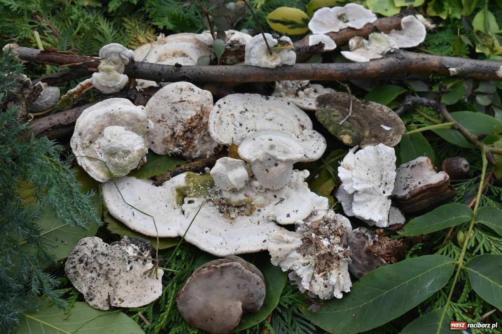 Zdjęcie w galerii na portalu naszraciborz.pl: Bezpieczne Grzybobranie. Nie bądź atrakcyjny dla kleszczy - wystawa na zamku wiadomości z regionu