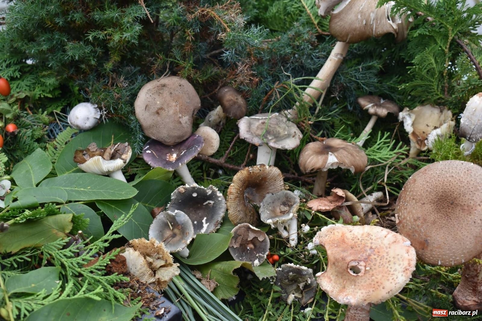 Zdjęcie w galerii na portalu naszraciborz.pl: Bezpieczne Grzybobranie. Nie bądź atrakcyjny dla kleszczy - wystawa na zamku wiadomości z regionu