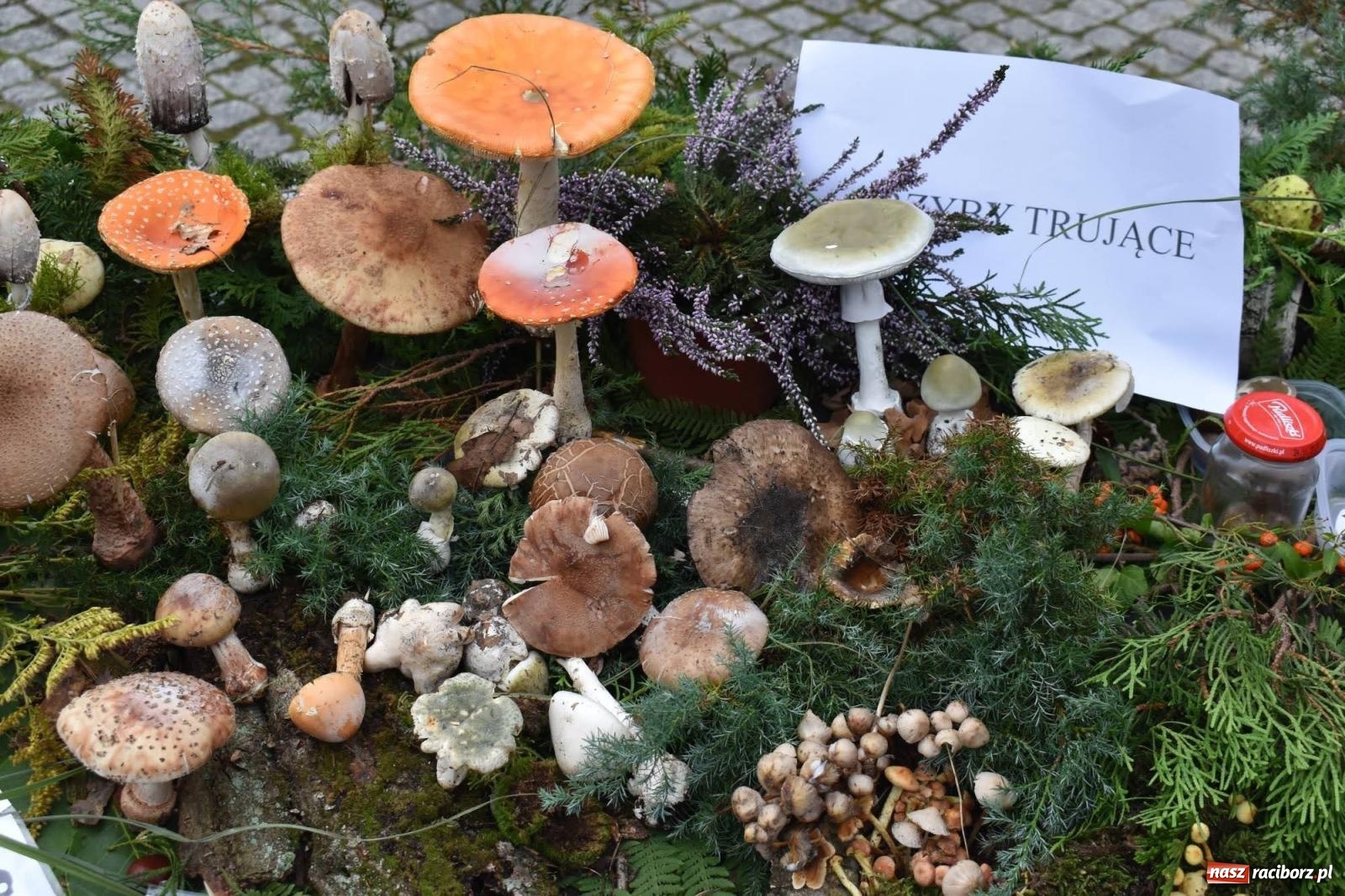 Zdjęcie w galerii na portalu naszraciborz.pl: Bezpieczne Grzybobranie. Nie bądź atrakcyjny dla kleszczy - wystawa na zamku wiadomości z regionu