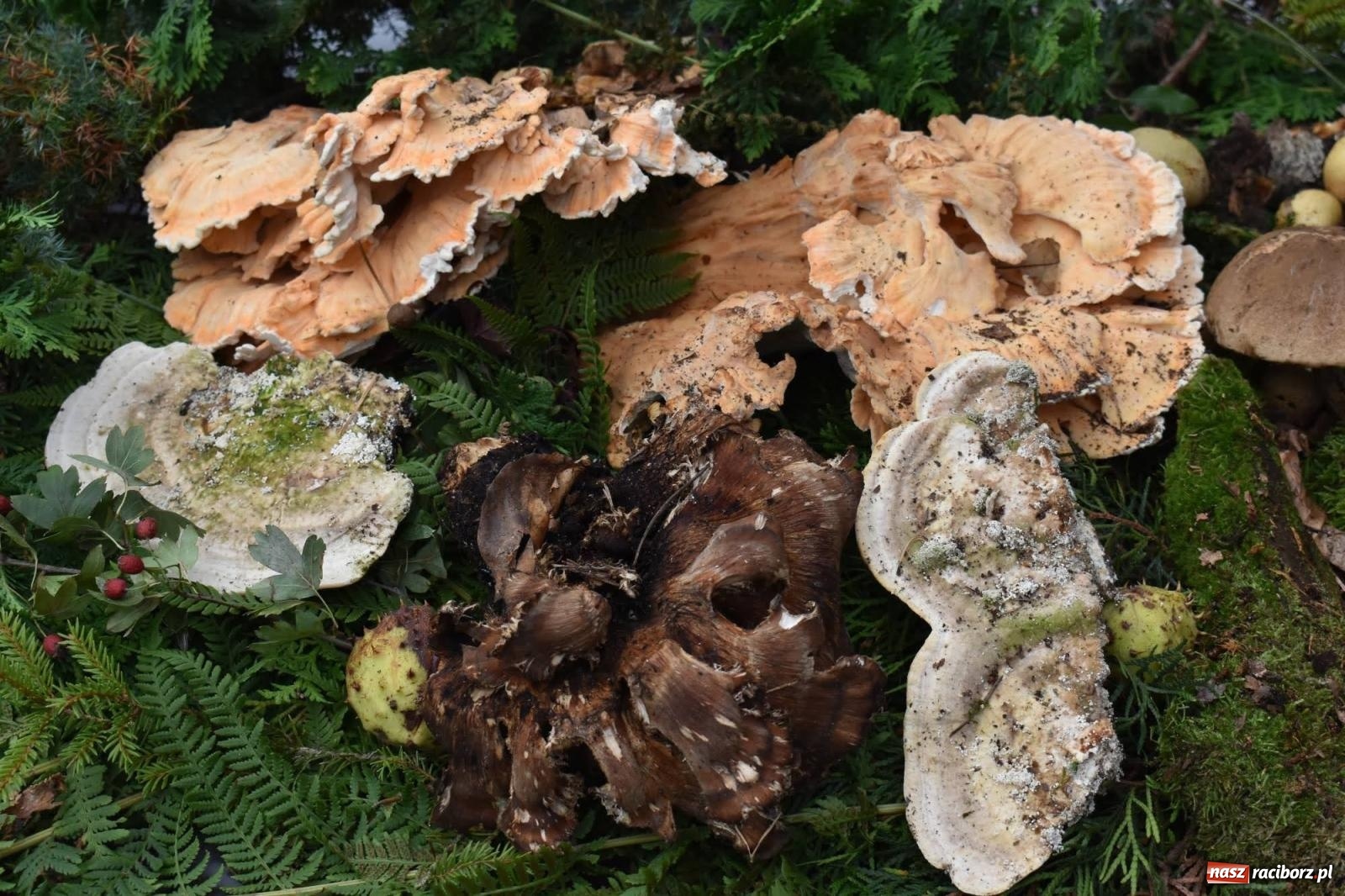 Zdjęcie w galerii na portalu naszraciborz.pl: Bezpieczne Grzybobranie. Nie bądź atrakcyjny dla kleszczy - wystawa na zamku wiadomości z regionu