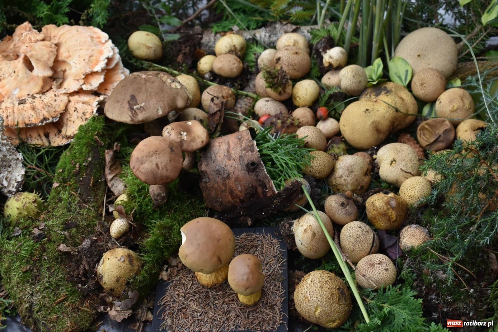 Zdjęcie w galerii na portalu naszraciborz.pl: Bezpieczne Grzybobranie. Nie bądź atrakcyjny dla kleszczy - wystawa na zamku wiadomości z regionu