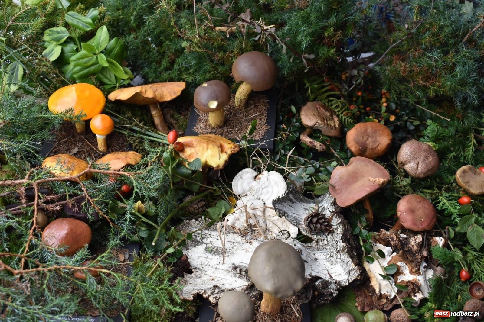 Zdjęcie w galerii na portalu naszraciborz.pl: Bezpieczne Grzybobranie. Nie bądź atrakcyjny dla kleszczy - wystawa na zamku wiadomości z regionu